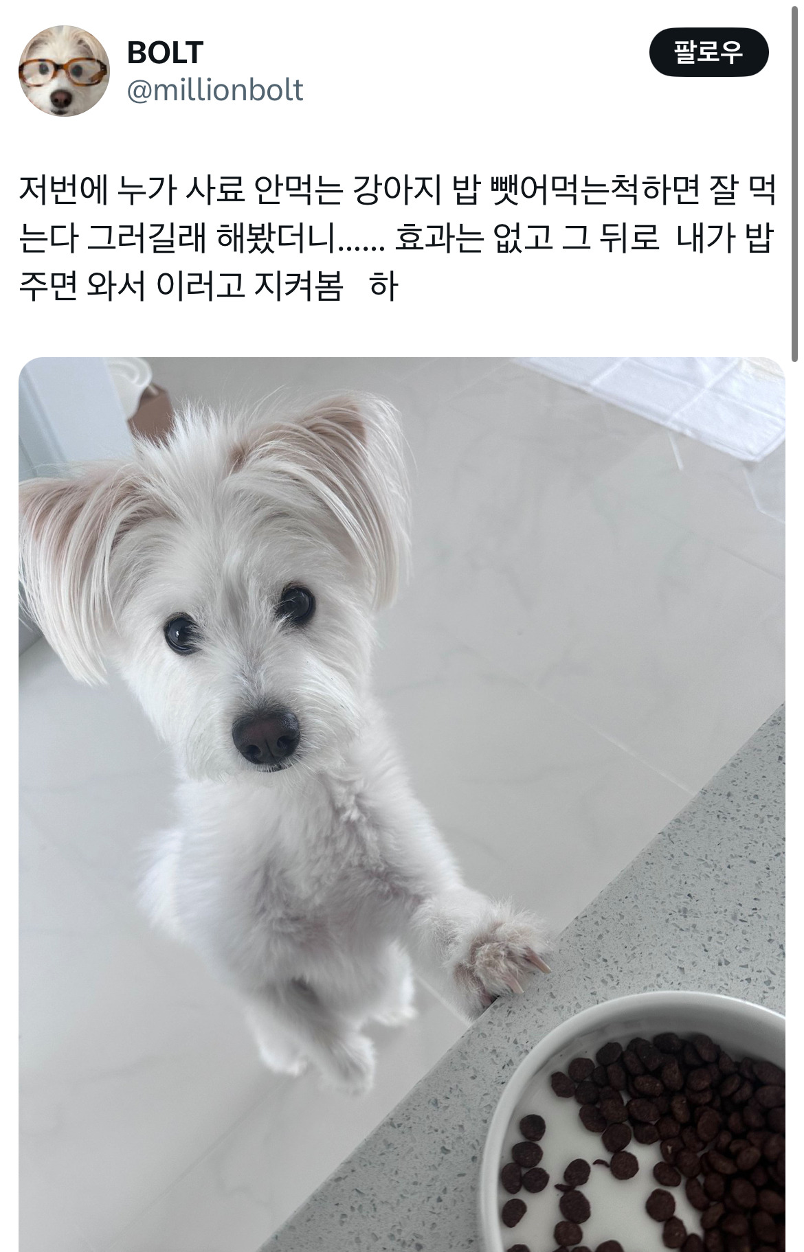 저번에 누가 사료 안먹는 강아지 밥 뺏어먹은 척 하면 잘 먹는다 그러길래 해봤더니...twt | 인스티즈