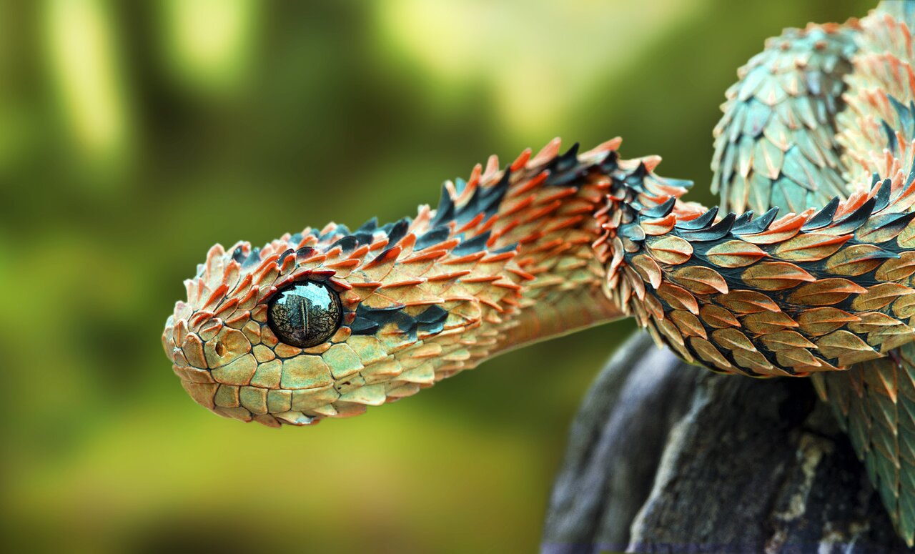 용의 비늘을 가진 뱀 🐍 | 인스티즈
