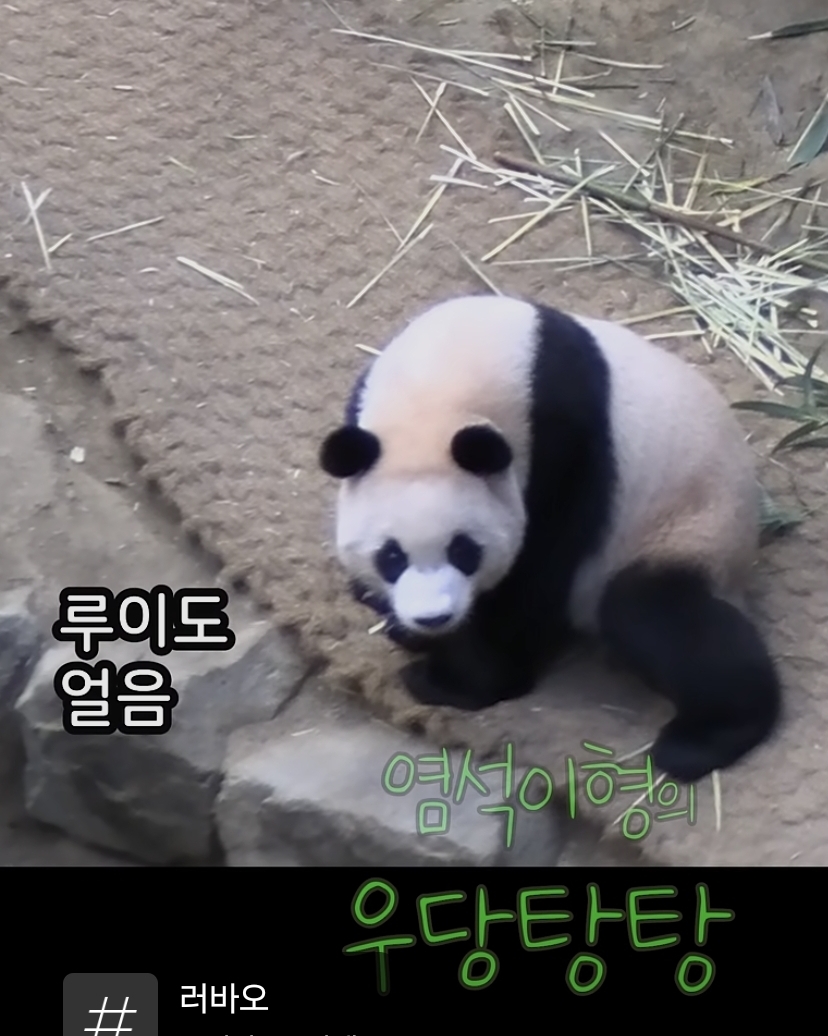 맹수소리내는 아이바오🐼 | 인스티즈