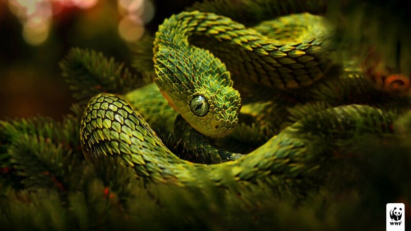 용의 비늘을 가진 뱀 🐍 | 인스티즈