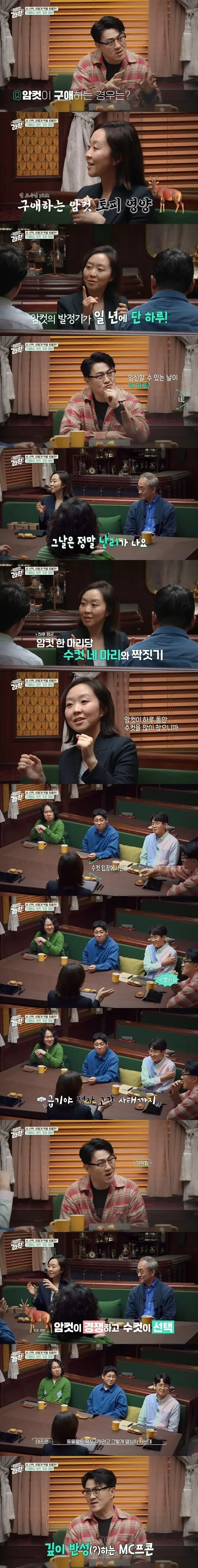  암컷 경쟁에 수컷 정액이 남아나질 않는다는 동물
