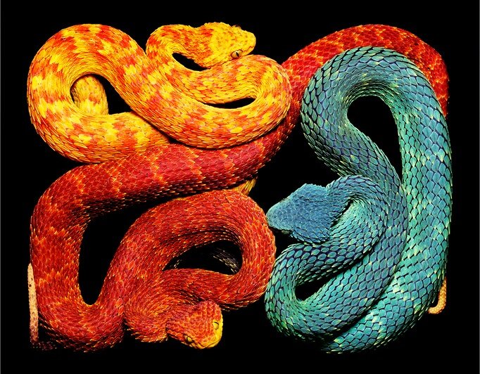 용의 비늘을 가진 뱀 🐍 | 인스티즈