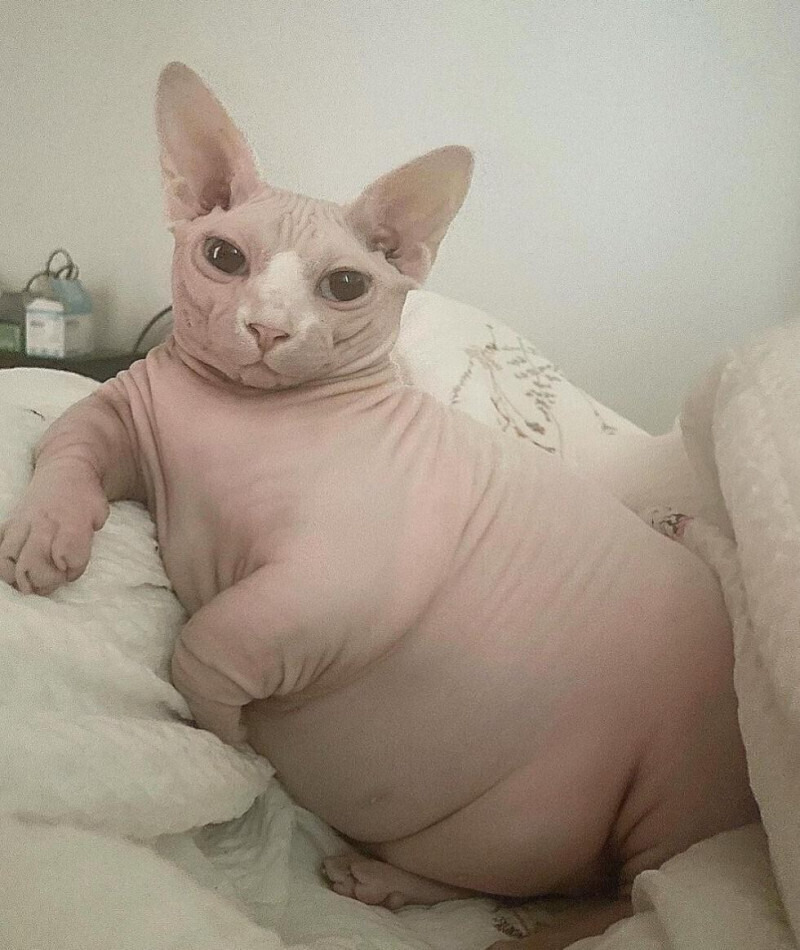  살찐 스핑크스 고양이