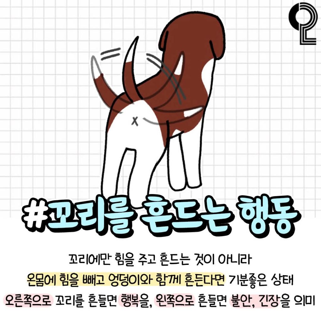 반려견이 기분좋을때 하는행동 | 인스티즈