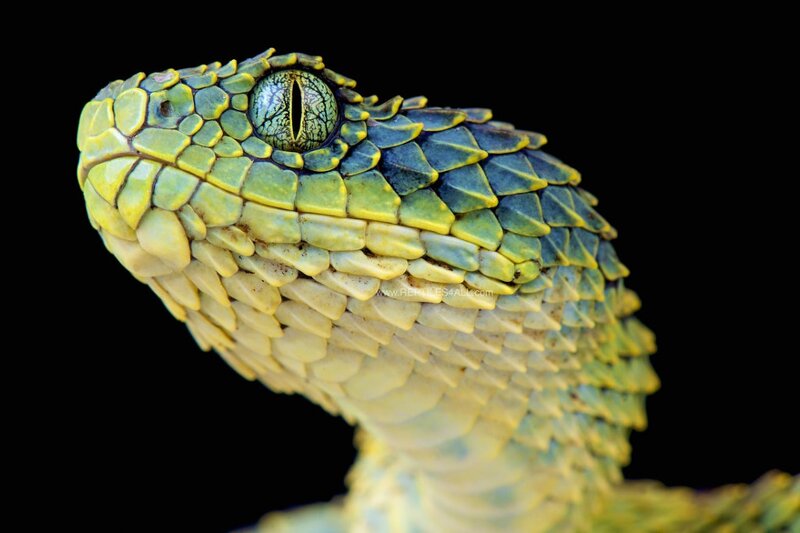 용의 비늘을 가진 뱀 🐍 | 인스티즈