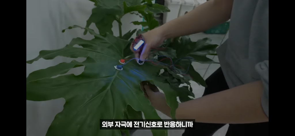 역대급 대충격이였던 식물실험 | 인스티즈