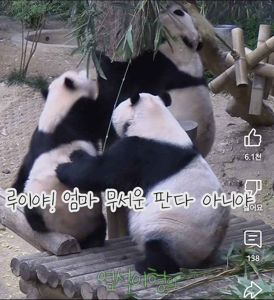 맹수소리내는 아이바오🐼 | 인스티즈