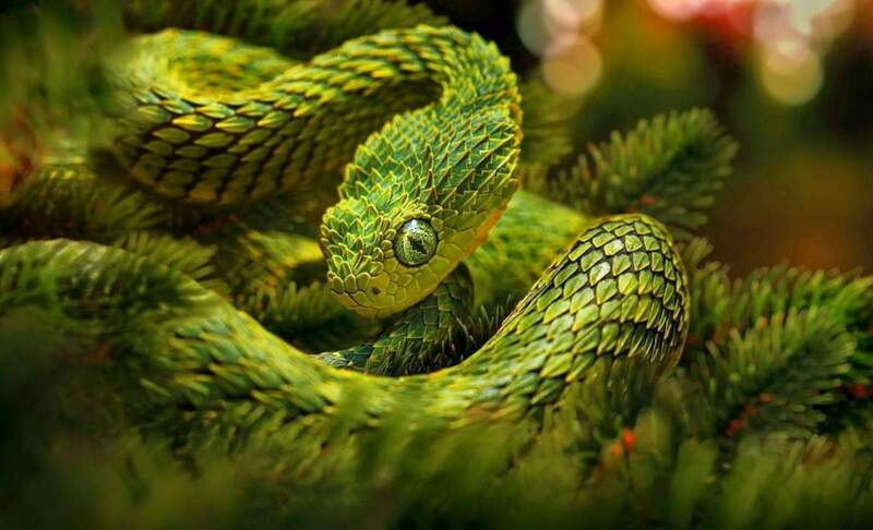 용의 비늘을 가진 뱀 🐍 | 인스티즈