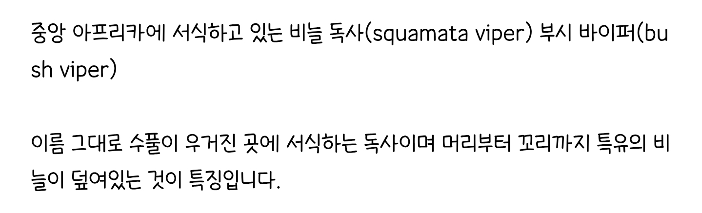 용의 비늘을 가진 뱀 🐍 | 인스티즈