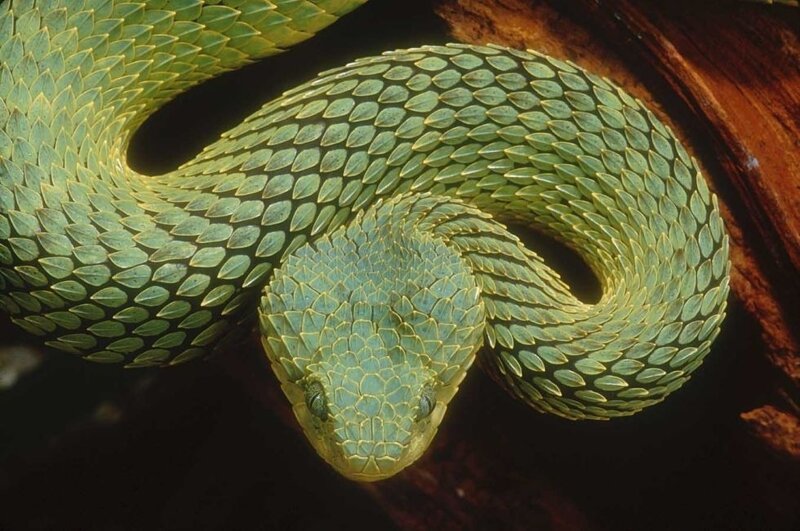 용의 비늘을 가진 뱀 🐍 | 인스티즈