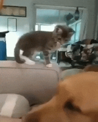 자기도 쓰담쓰담 해보고 싶은 고양이 | 인스티즈