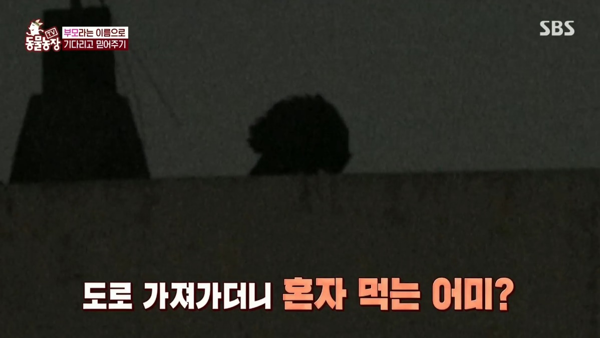 동물농장 저번주 레전드 회차 수리부엉이 가족과 둘째 이야기.jpg | 인스티즈