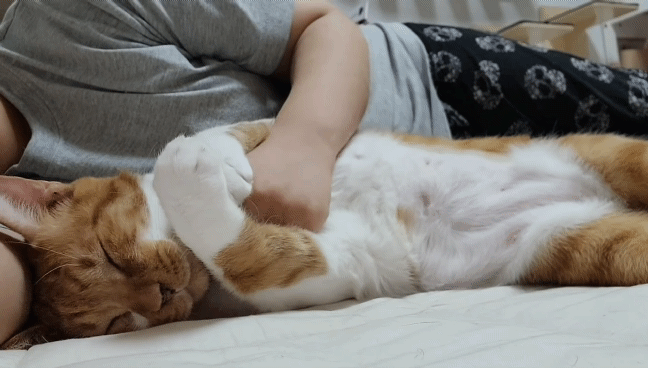 마음 몽글몽글해지는 집사님과 함께 자는 고양이 유신이 | 인스티즈
