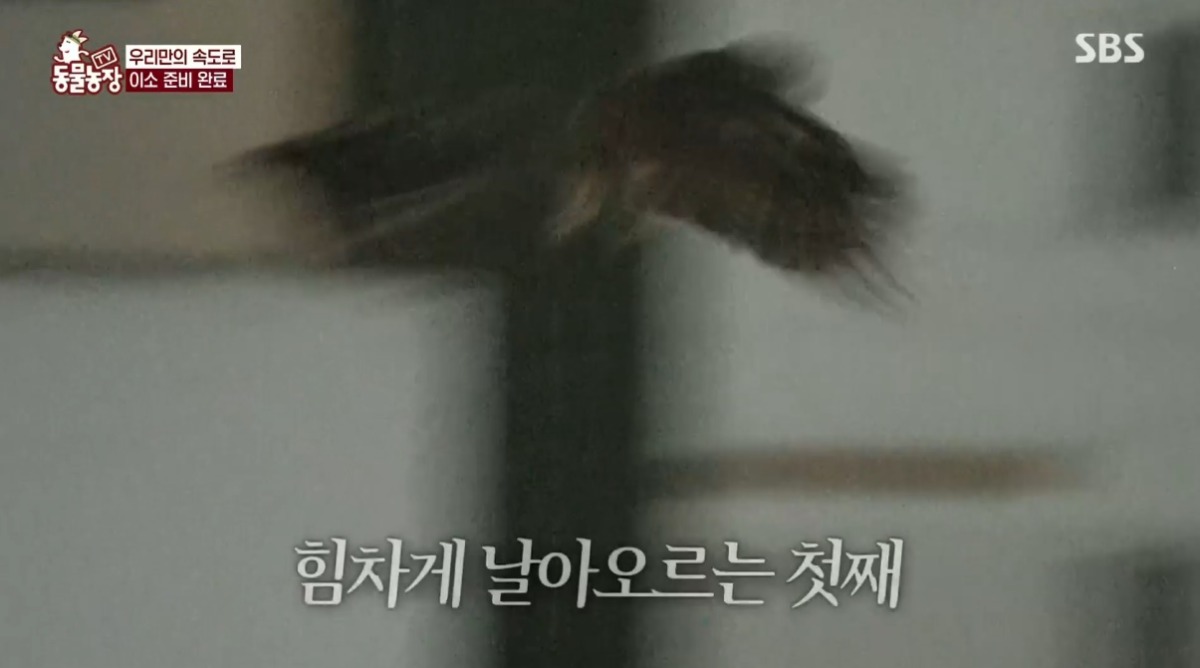 동물농장 저번주 레전드 회차 수리부엉이 가족과 둘째 이야기.jpg | 인스티즈