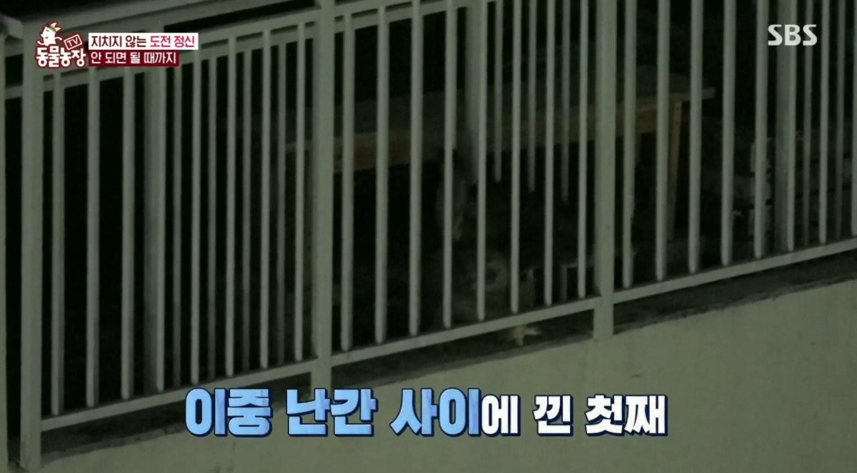 동물농장 저번주 레전드 회차 수리부엉이 가족과 둘째 이야기.jpg | 인스티즈