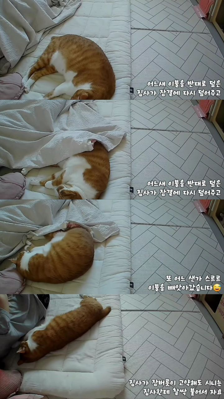 마음 몽글몽글해지는 집사님과 함께 자는 고양이 유신이 | 인스티즈