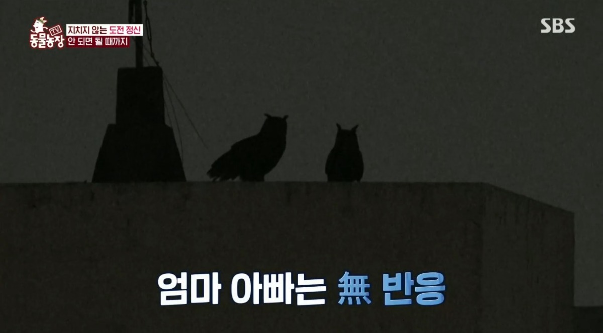 동물농장 저번주 레전드 회차 수리부엉이 가족과 둘째 이야기.jpg | 인스티즈
