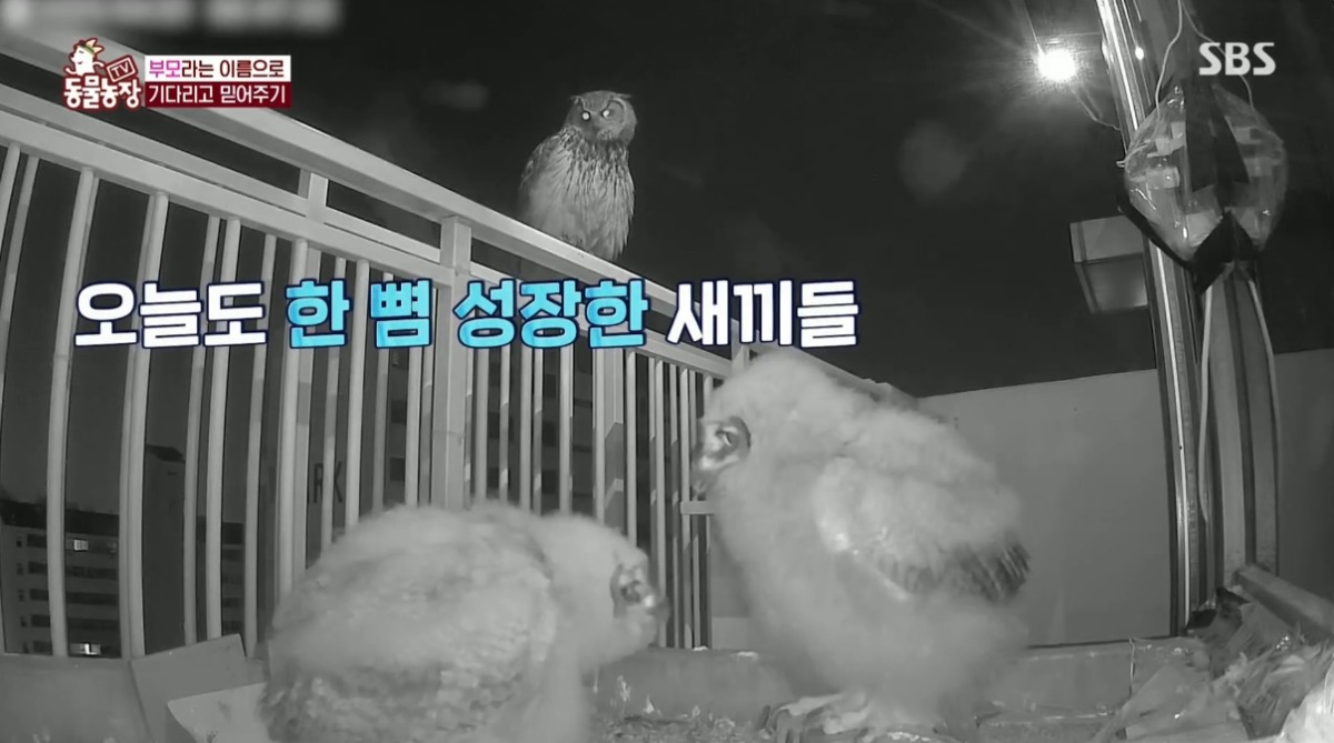 동물농장 저번주 레전드 회차 수리부엉이 가족과 둘째 이야기.jpg | 인스티즈