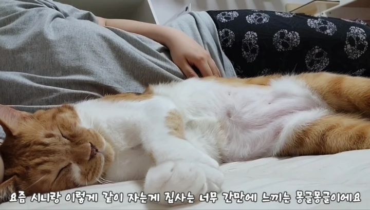 마음 몽글몽글해지는 집사님과 함께 자는 고양이 유신이 | 인스티즈