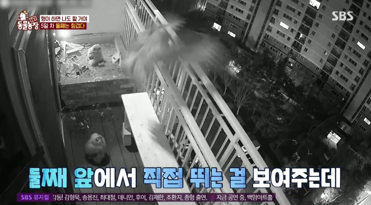 동물농장 저번주 레전드 회차 수리부엉이 가족과 둘째 이야기.jpg | 인스티즈