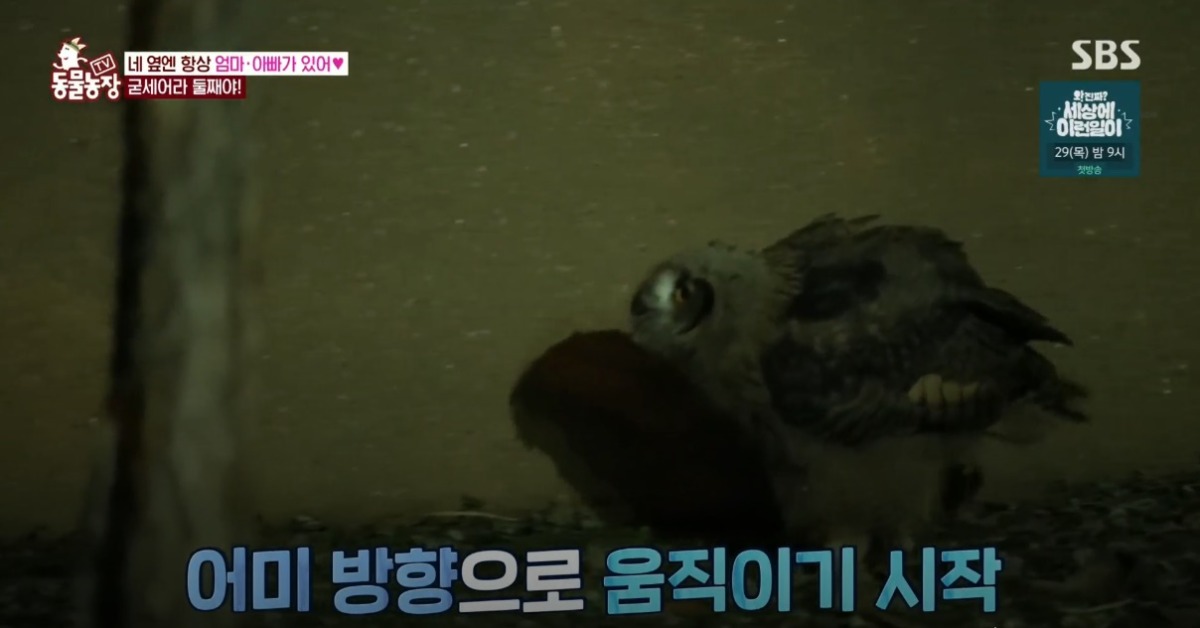 동물농장 저번주 레전드 회차 수리부엉이 가족과 둘째 이야기.jpg | 인스티즈