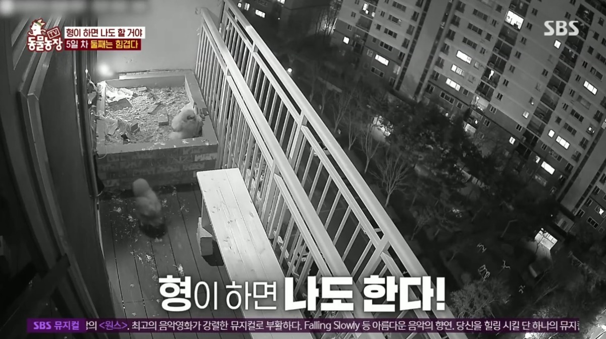 동물농장 저번주 레전드 회차 수리부엉이 가족과 둘째 이야기.jpg | 인스티즈