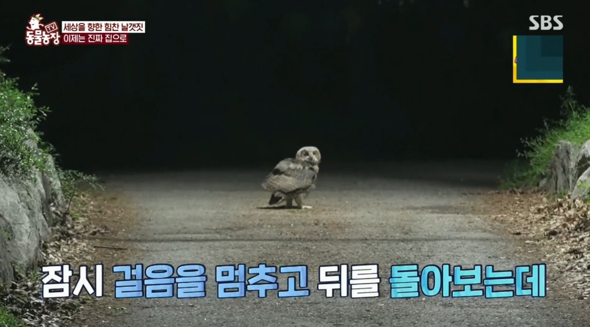 동물농장 저번주 레전드 회차 수리부엉이 가족과 둘째 이야기.jpg | 인스티즈
