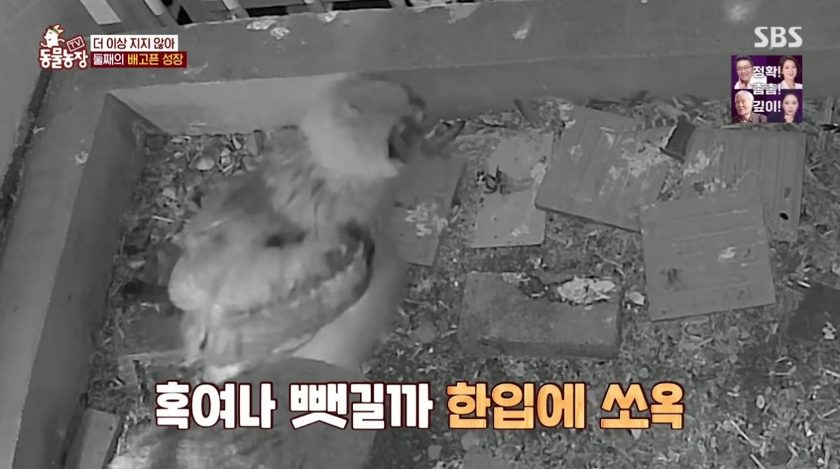 동물농장 저번주 레전드 회차 수리부엉이 가족과 둘째 이야기.jpg | 인스티즈