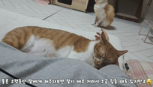 마음 몽글몽글해지는 집사님과 함께 자는 고양이 유신이 | 인스티즈