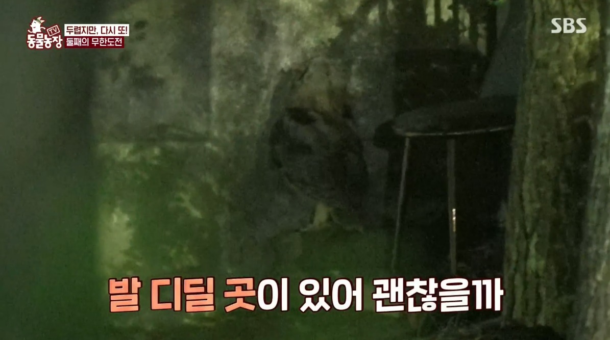동물농장 저번주 레전드 회차 수리부엉이 가족과 둘째 이야기.jpg | 인스티즈