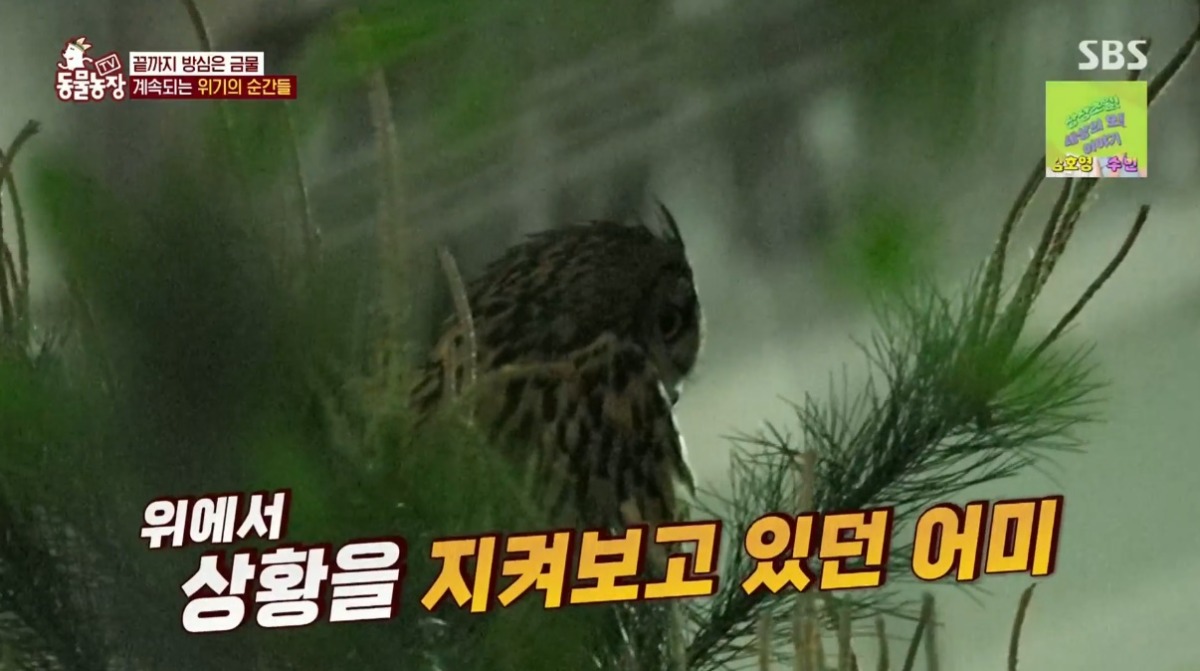 동물농장 저번주 레전드 회차 수리부엉이 가족과 둘째 이야기.jpg | 인스티즈