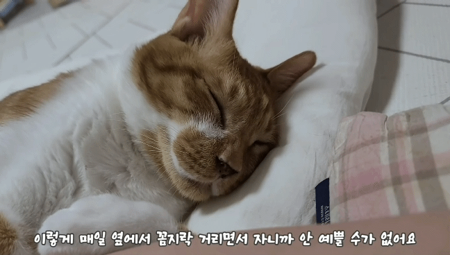 마음 몽글몽글해지는 집사님과 함께 자는 고양이 유신이 | 인스티즈