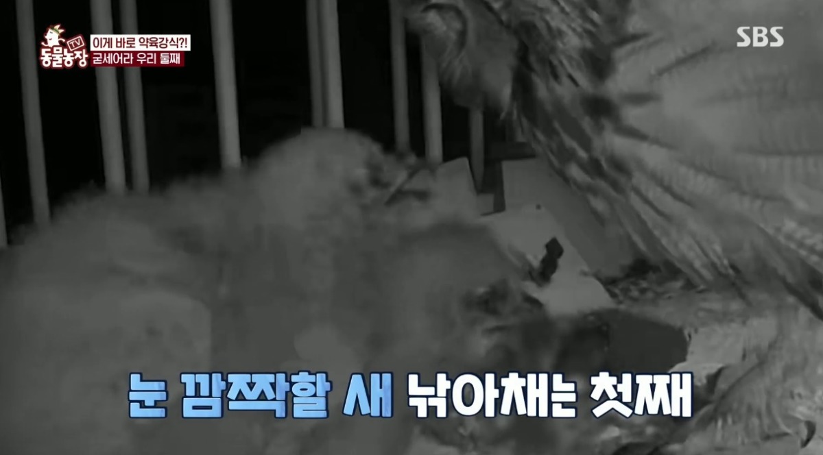 동물농장 저번주 레전드 회차 수리부엉이 가족과 둘째 이야기.jpg | 인스티즈