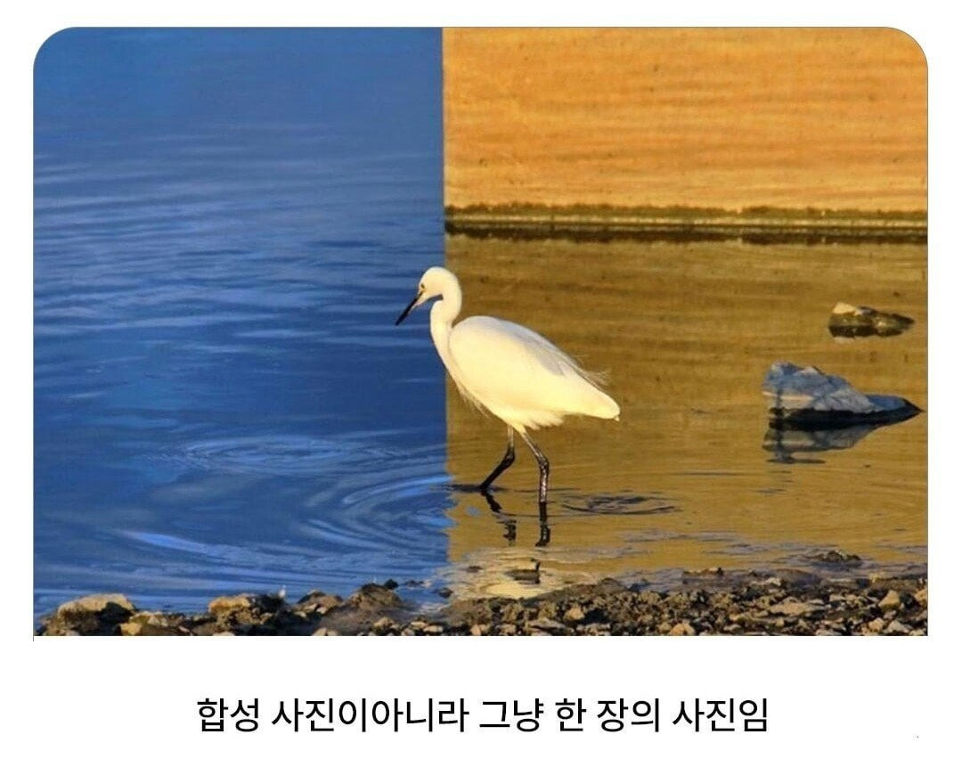 의외로 합성이 아니라는 사진