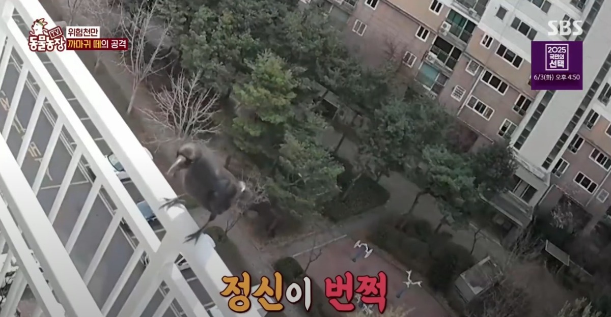 동물농장 저번주 레전드 회차 수리부엉이 가족과 둘째 이야기.jpg | 인스티즈