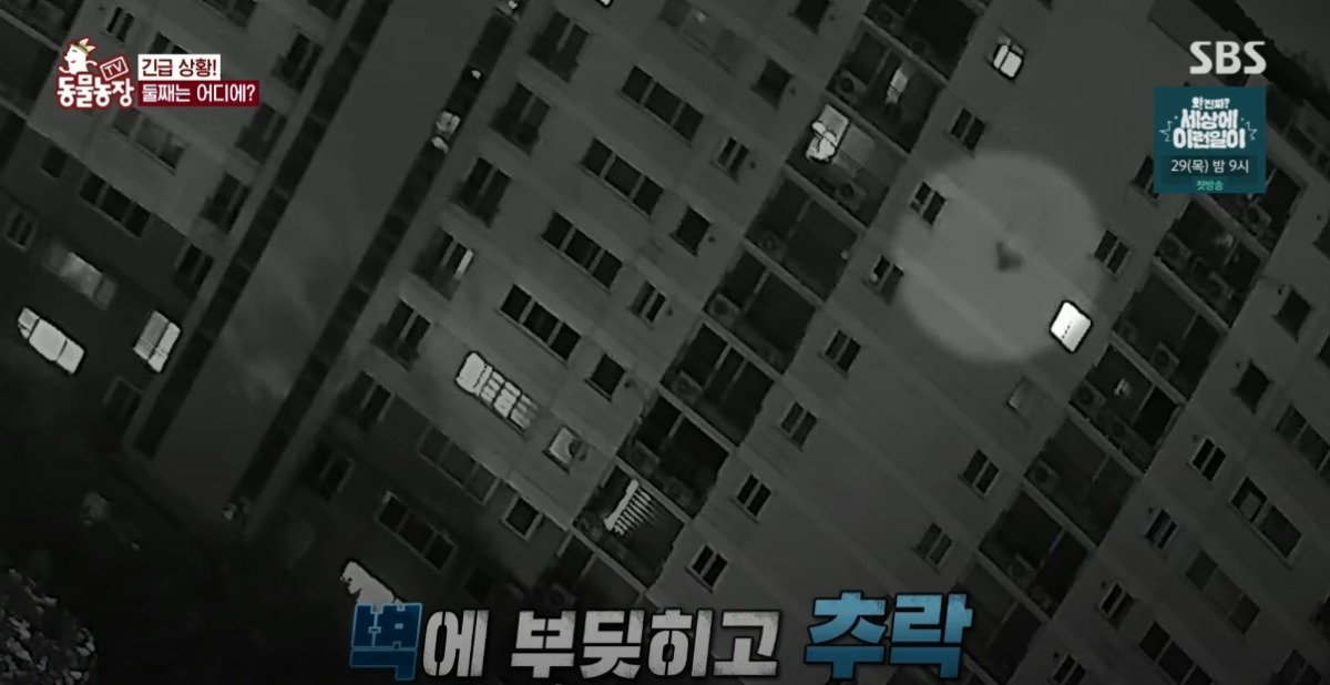 동물농장 저번주 레전드 회차 수리부엉이 가족과 둘째 이야기.jpg | 인스티즈