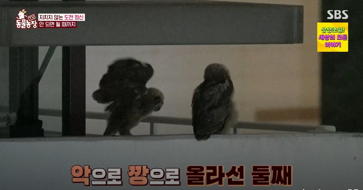 동물농장 저번주 레전드 회차 수리부엉이 가족과 둘째 이야기.jpg | 인스티즈