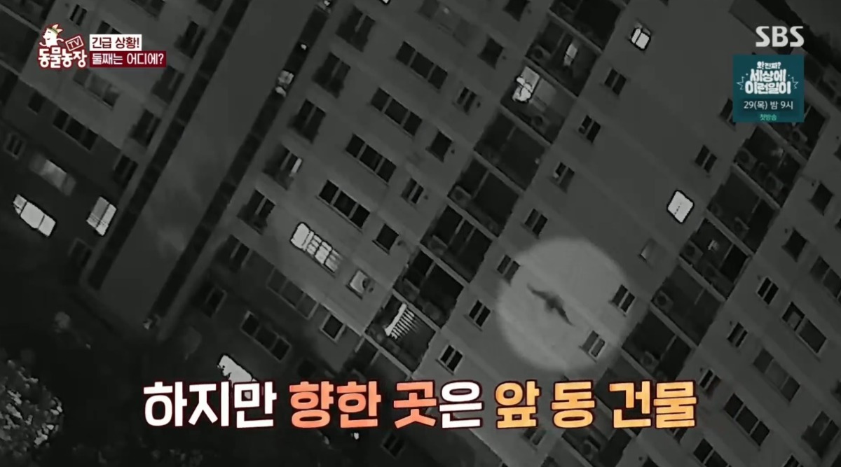 동물농장 저번주 레전드 회차 수리부엉이 가족과 둘째 이야기.jpg | 인스티즈