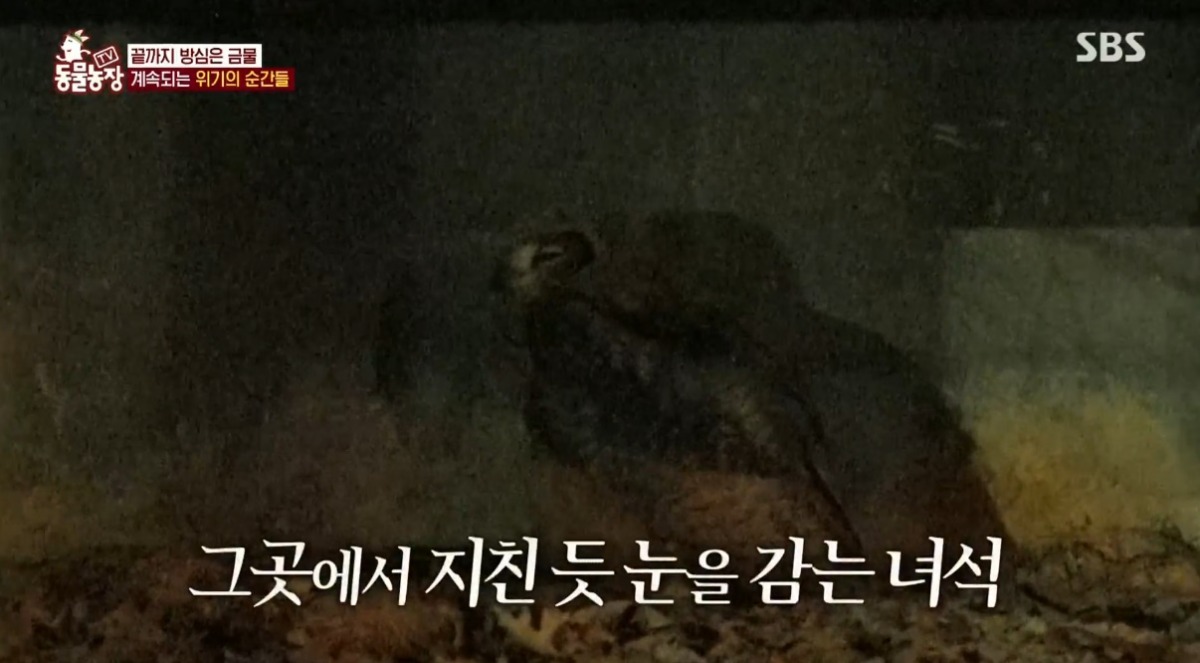 동물농장 저번주 레전드 회차 수리부엉이 가족과 둘째 이야기.jpg | 인스티즈