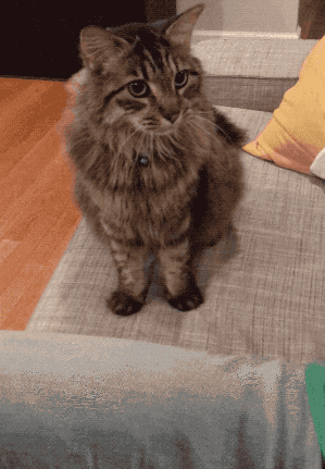  똑똑한 고양이.gif
