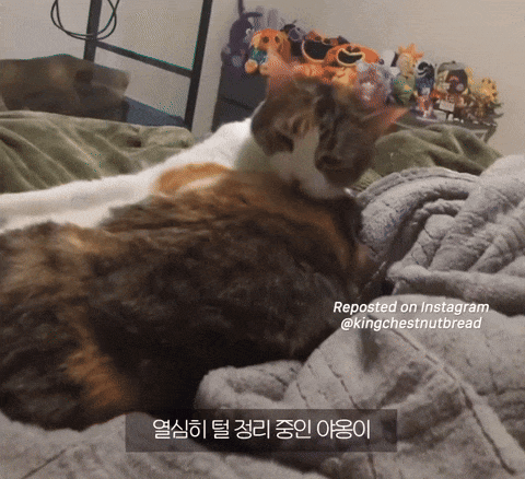  그루밍 중인 고양이 건드렸을 때 반응.gif1