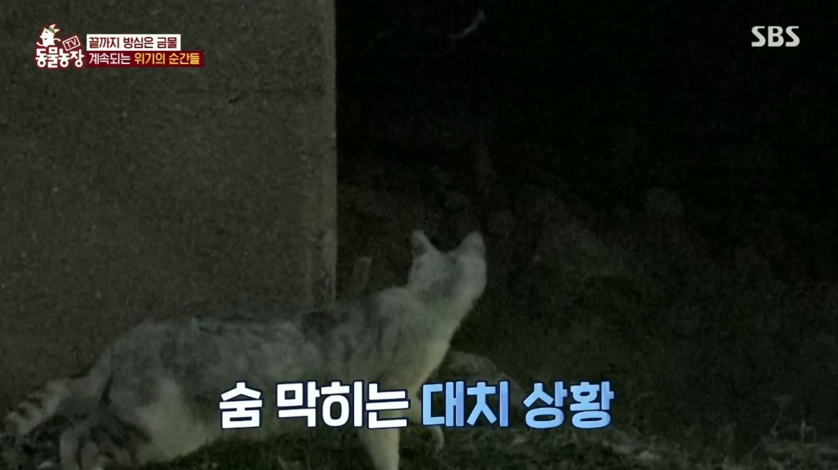 동물농장 저번주 레전드 회차 수리부엉이 가족과 둘째 이야기.jpg | 인스티즈
