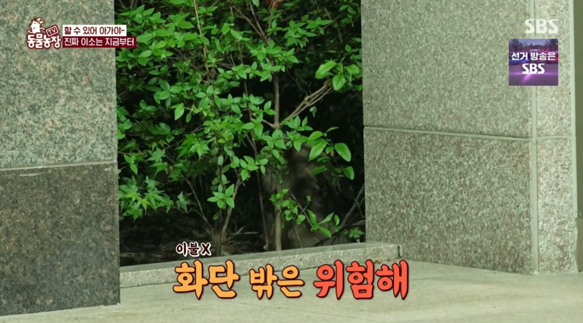 동물농장 저번주 레전드 회차 수리부엉이 가족과 둘째 이야기.jpg | 인스티즈