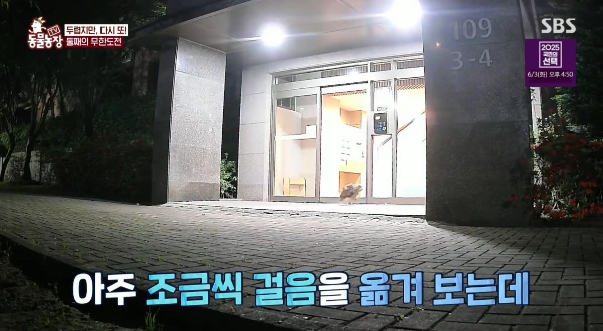 동물농장 저번주 레전드 회차 수리부엉이 가족과 둘째 이야기.jpg | 인스티즈