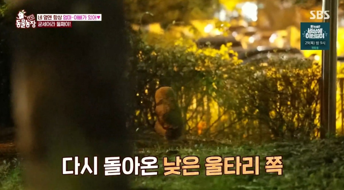 동물농장 저번주 레전드 회차 수리부엉이 가족과 둘째 이야기.jpg | 인스티즈