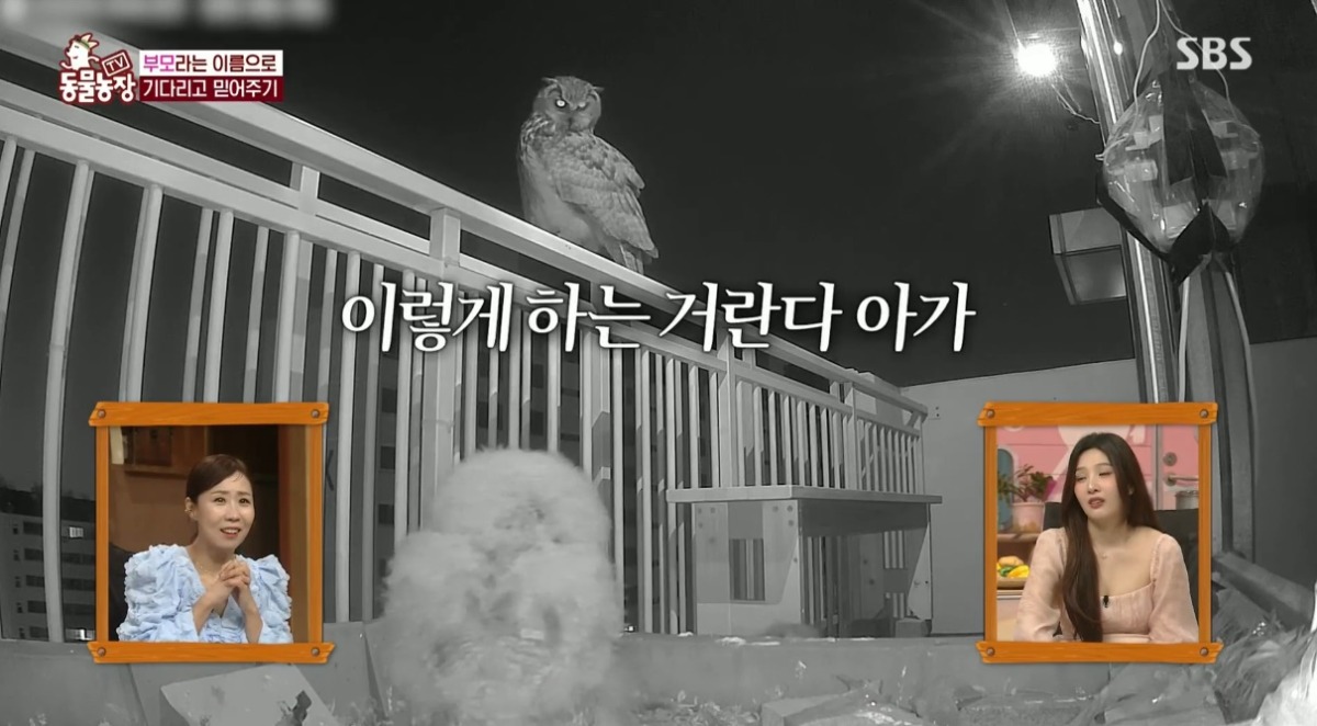 동물농장 저번주 레전드 회차 수리부엉이 가족과 둘째 이야기.jpg | 인스티즈