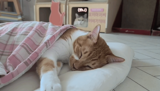 마음 몽글몽글해지는 집사님과 함께 자는 고양이 유신이 | 인스티즈