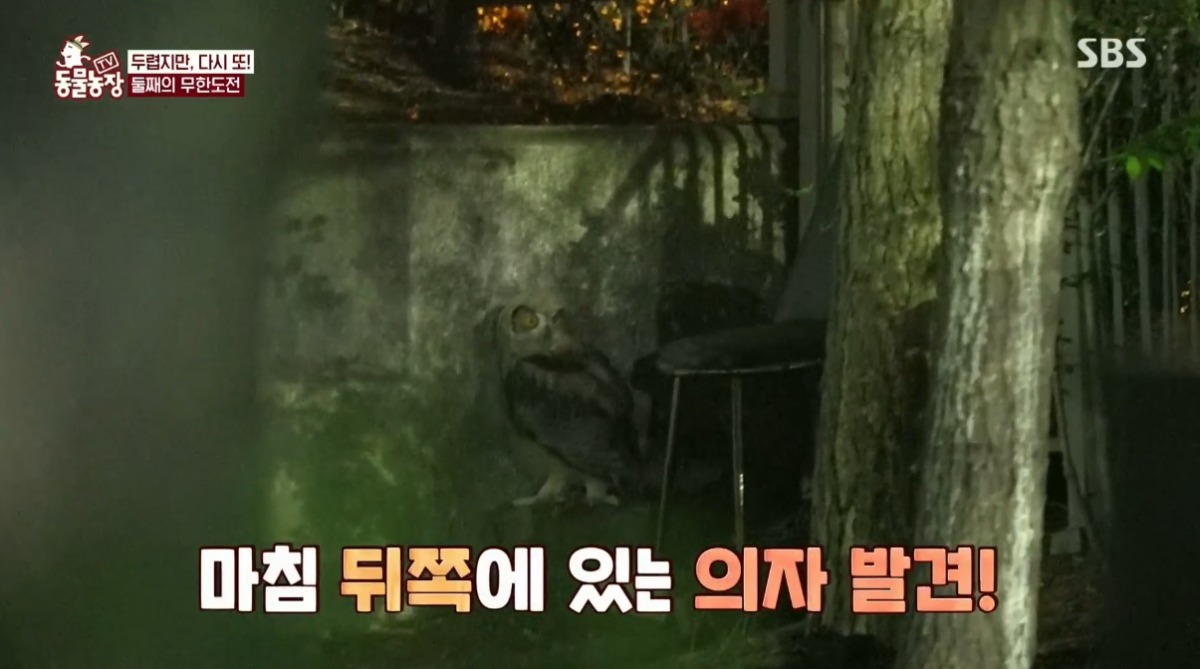 동물농장 저번주 레전드 회차 수리부엉이 가족과 둘째 이야기.jpg | 인스티즈