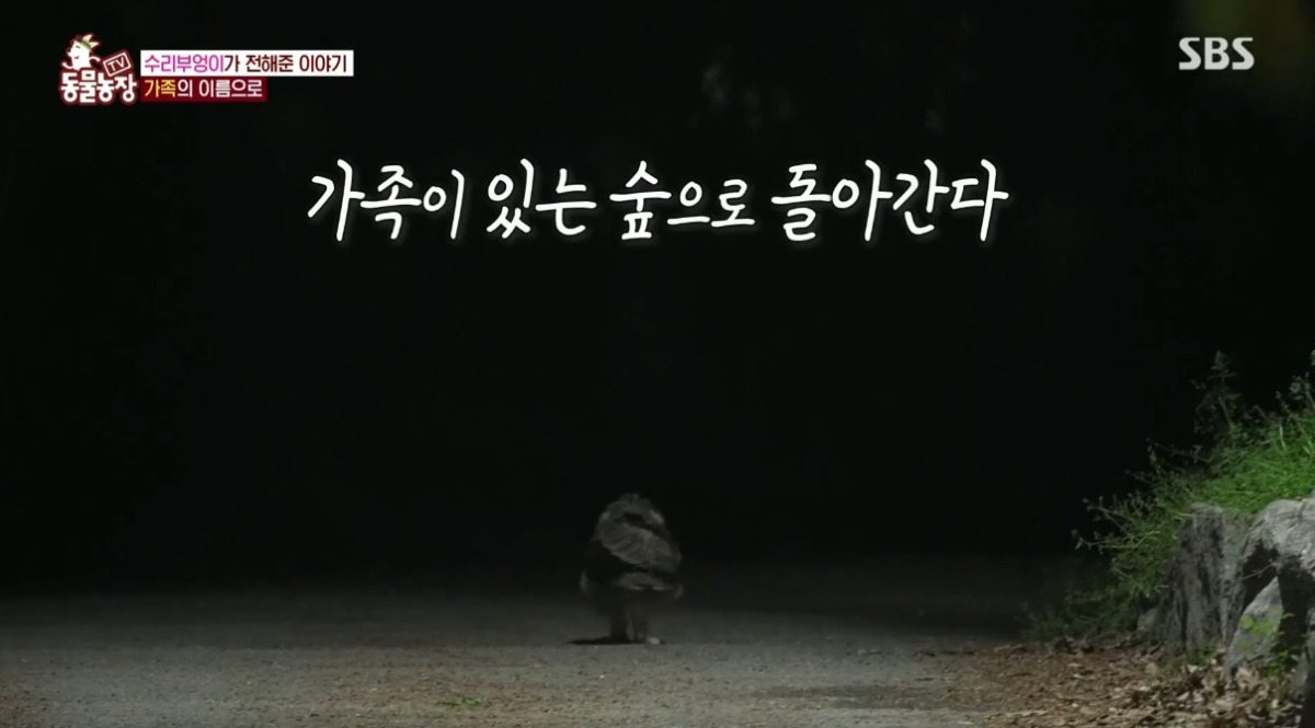 동물농장 저번주 레전드 회차 수리부엉이 가족과 둘째 이야기.jpg | 인스티즈