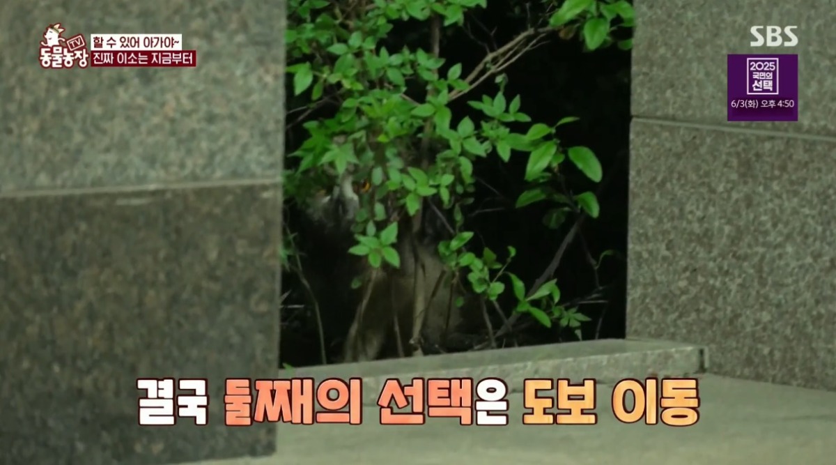 동물농장 저번주 레전드 회차 수리부엉이 가족과 둘째 이야기.jpg | 인스티즈